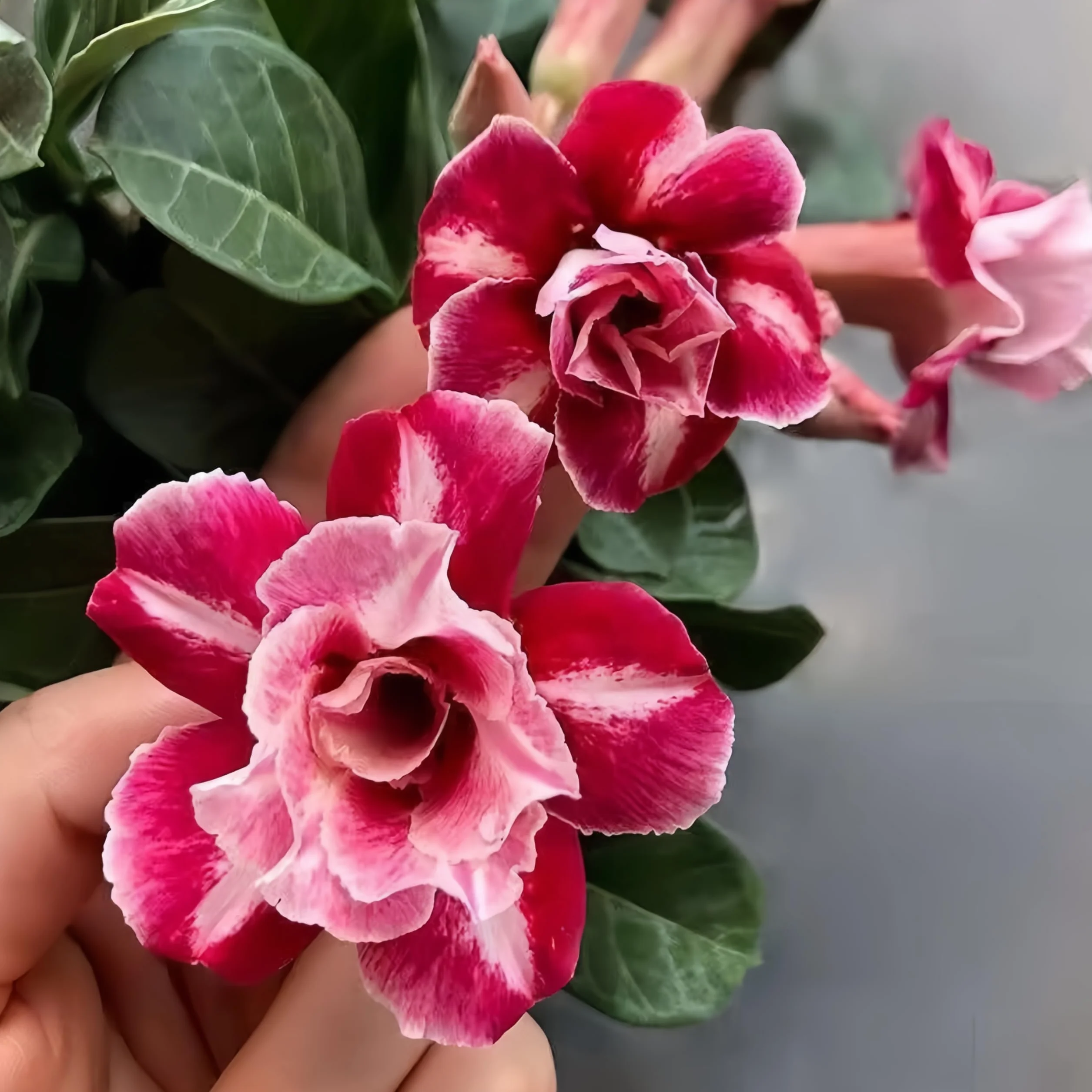Rosa del desierto resistente al frío y a la sequía (1 pulgada), florece todo el año