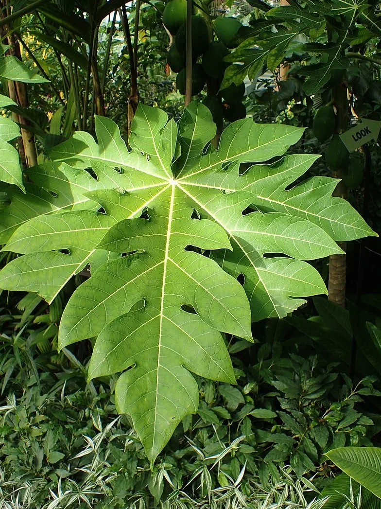 Semillas de Papaya Carica papaya Árbol Frutal Exótico Crecimiento Rápido