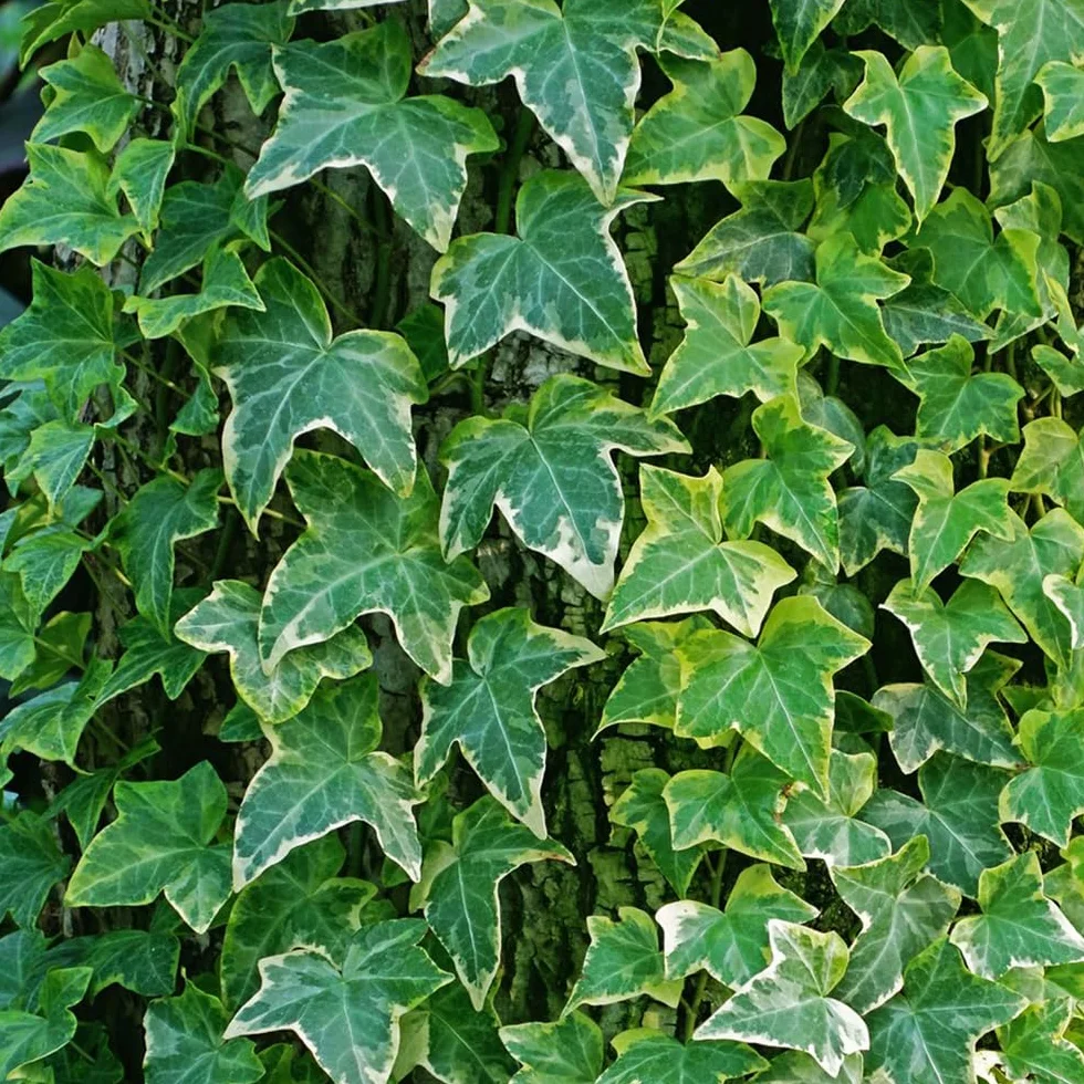 Semillas de hiedra Hedera Nepalensis para cubrir el suelo, plantas trepadoras resistentes al invierno, decorativas para pared y balcón