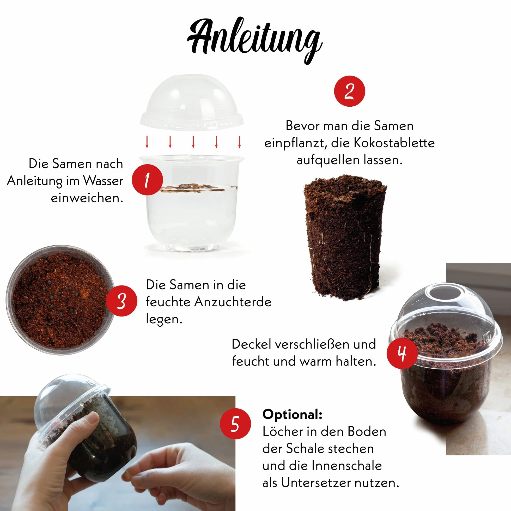 GROW2GO Mimosa Pudica Starter Kit de cultivo - Mini Invernadero, semillas y juego de plantación