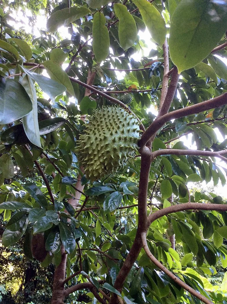 Nasiona Guanábany (Annona muricata) 10 szt.