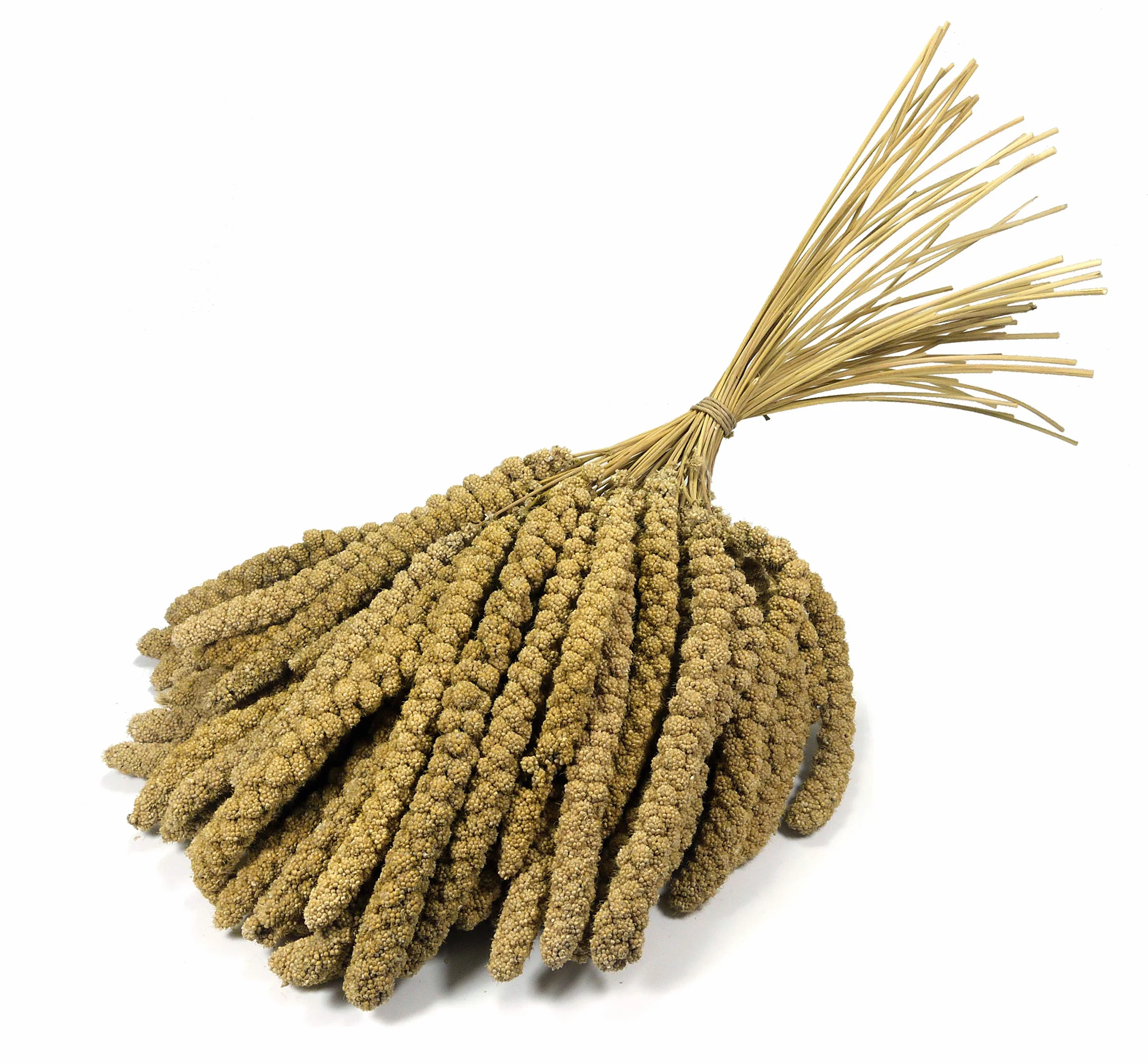 Britten & James® Granos de mijo 10 pulgadas 1 kg