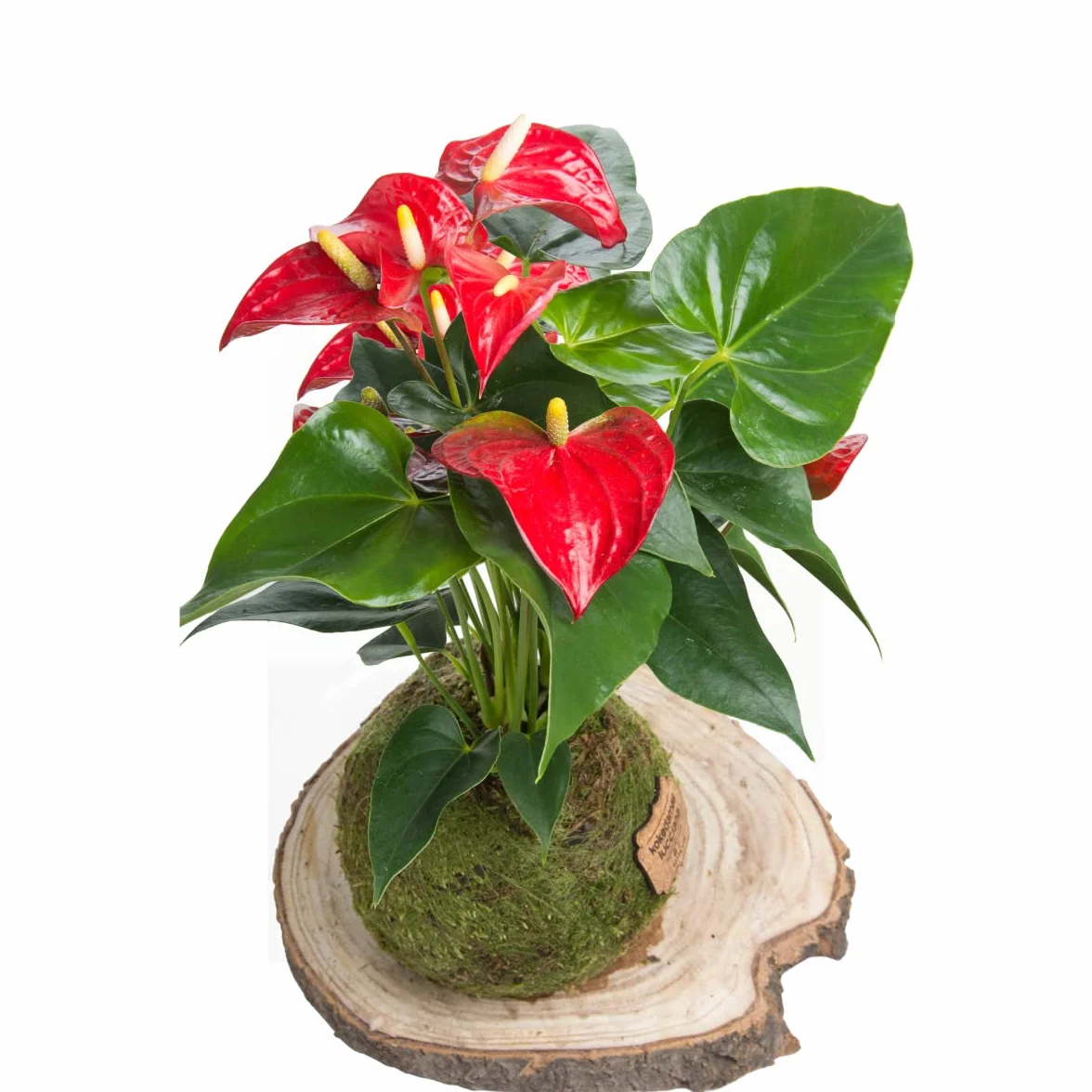 Kokedama Anturio Rojo Planta Natural Interior Decoración Hogar Fácil Cuidado