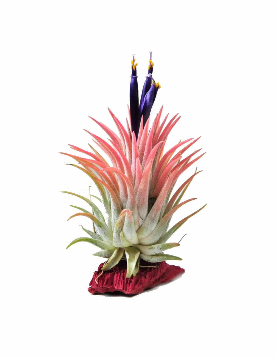 DECOALIVE Tillandsia Clavel del Aire Rojo Planta Natural