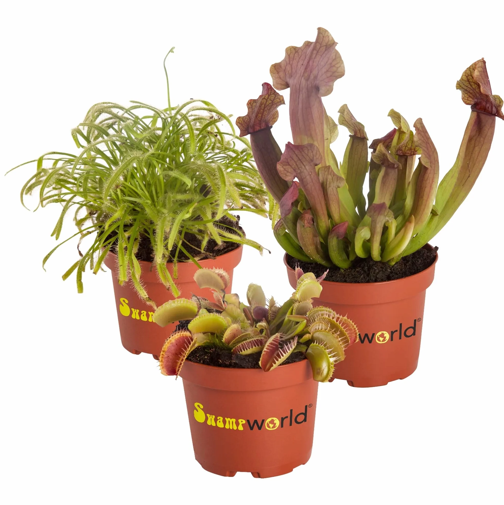 vdvelde․com - Set de 3 Plantas Carnívoras, Venus Atrapamoscas, Sarracenia y Drosera, Ø 9 cm, Altura aprox. 15 cm, Plantas Carnívoras contra Insectos, Fácil Cuidado sin Químicos