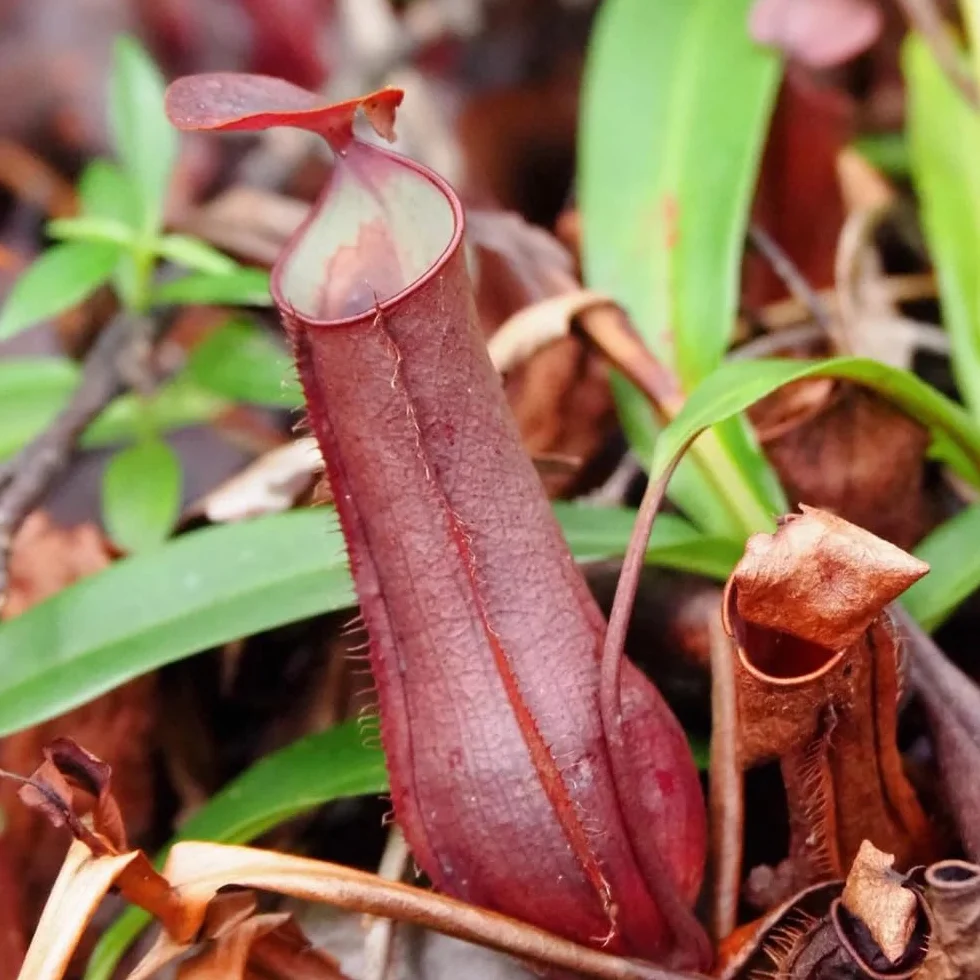 Nepenthes semillas de carnívora perenne resistente 150pcs