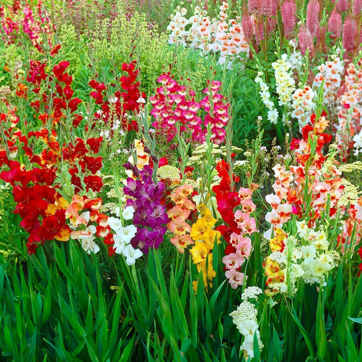 Gladiolos MIX Bulbos de Flores Holandeses Selección Calidad Floración Garantizada