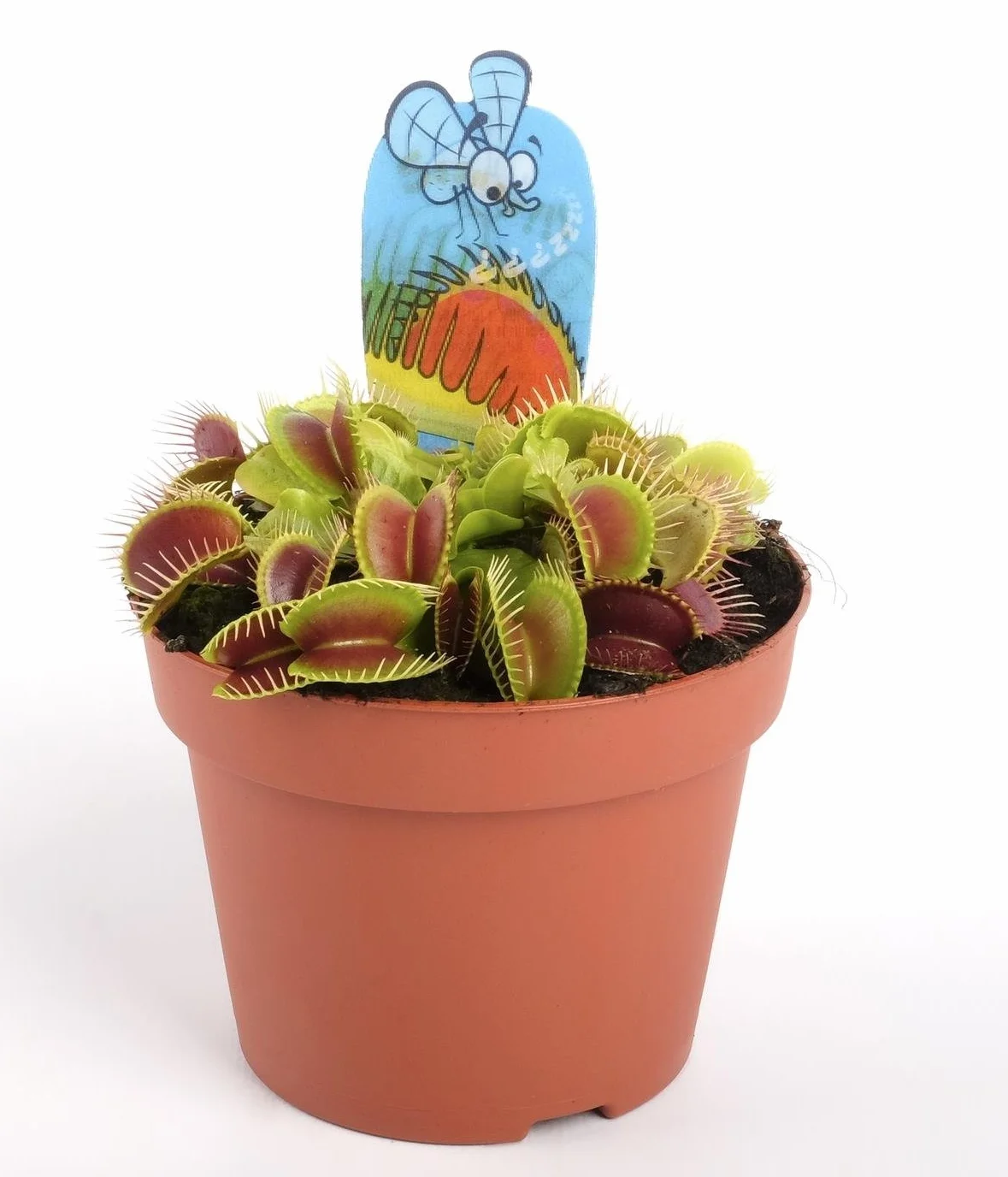 Venus Atrapamoscas Dionaea Maceta 9cm Planta viva