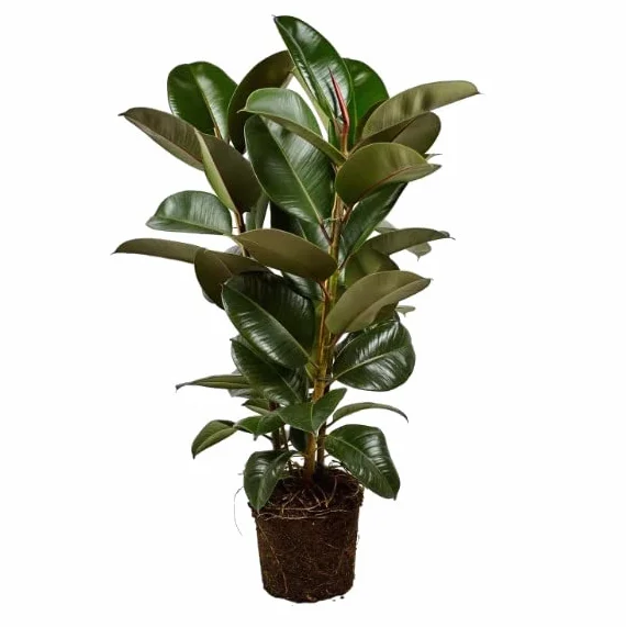 Ficus Elastica Robusta | DECOALIVE | Altura ± 50cm | Planta Natural de Interior