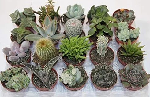CACTUS NATURALES DIFERENTES EN MACETA DE 5CM