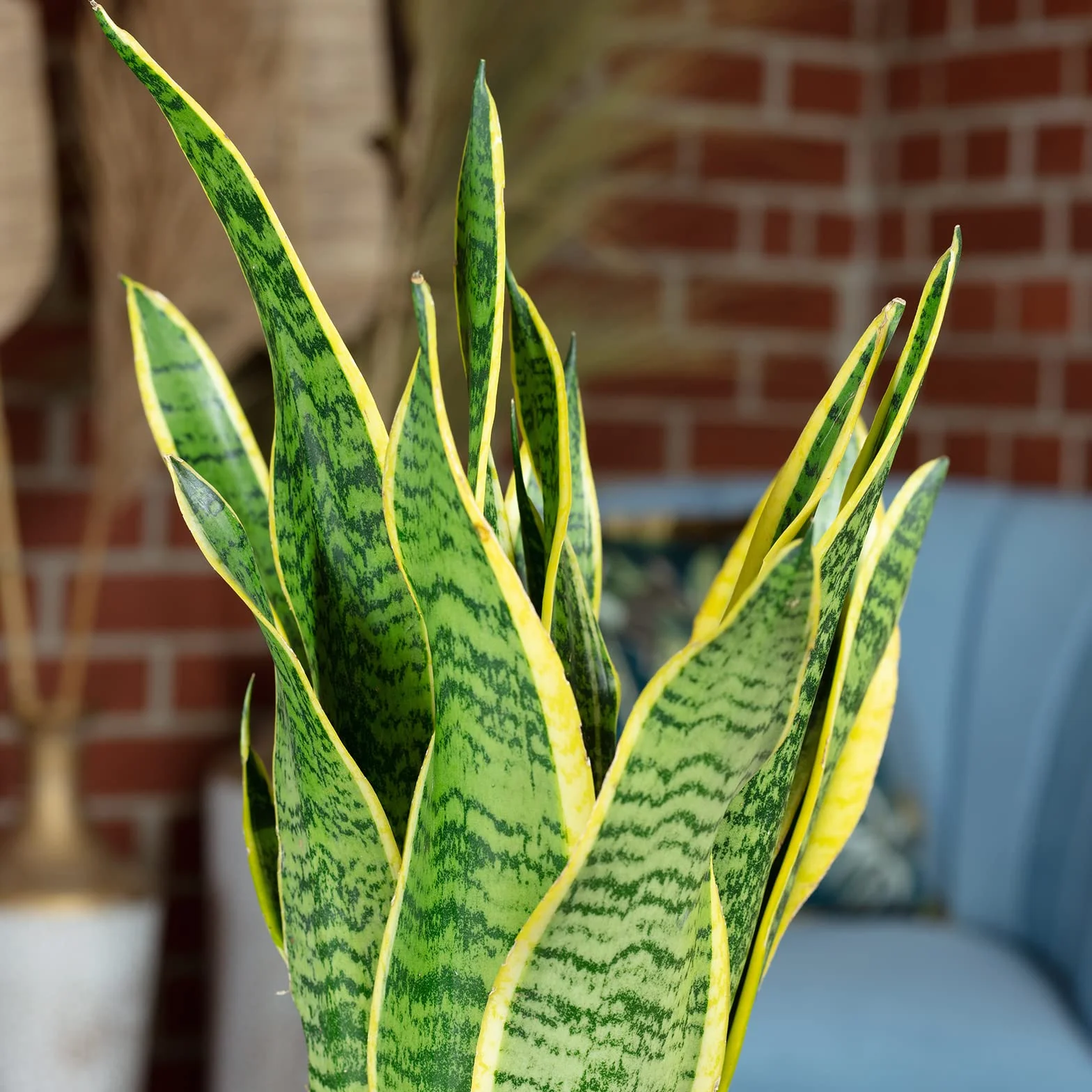 Sansevieria trifasciata Laurentii Espada de San Jorge planta interior 35 cm maceta 12 cm