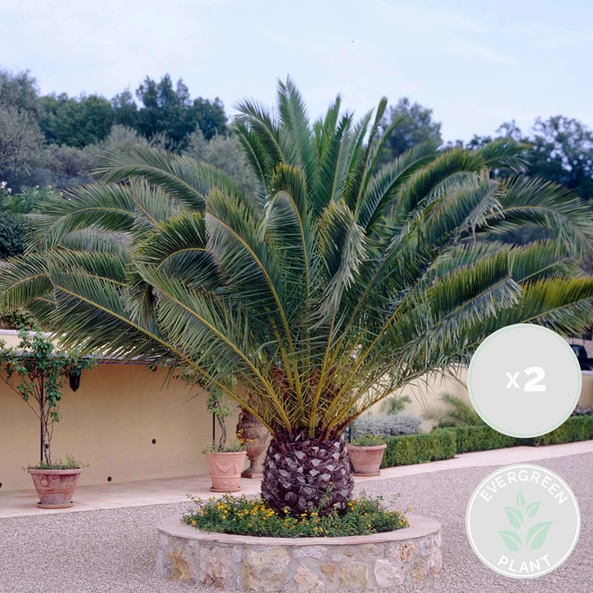 Bloomique Set de 2 Phoenix canariensis Palmera datilera canaria Altura 80-100 cm Maceta 19 cm