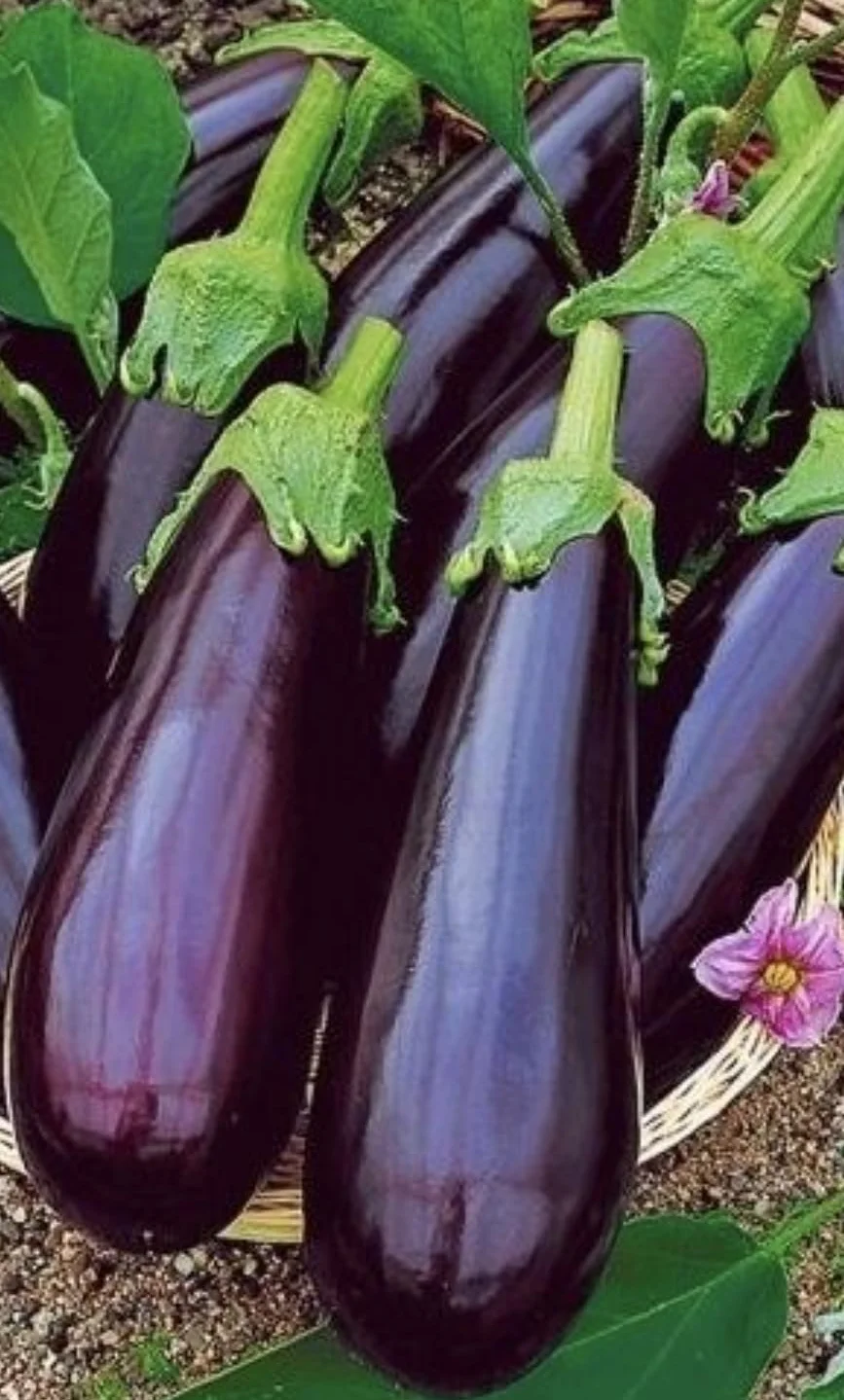 RADIX-2 ENRAIZANTE Aminoácidos Vegetales 95% Hidrólisis Enzimática 500 Gramos