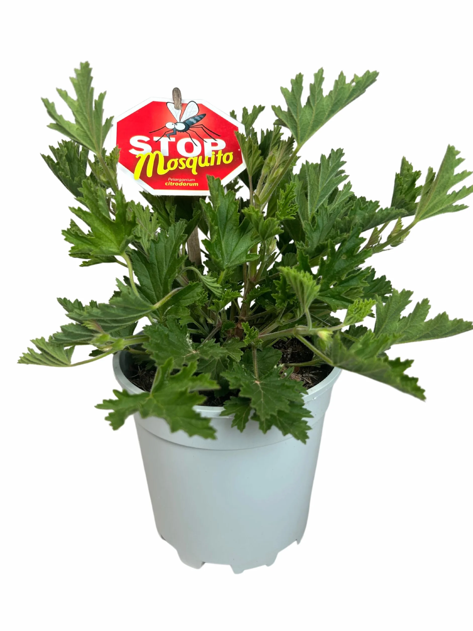 Pelargonium Citrodorum Citronela Natural Antimosquitos Maceta 14 cm