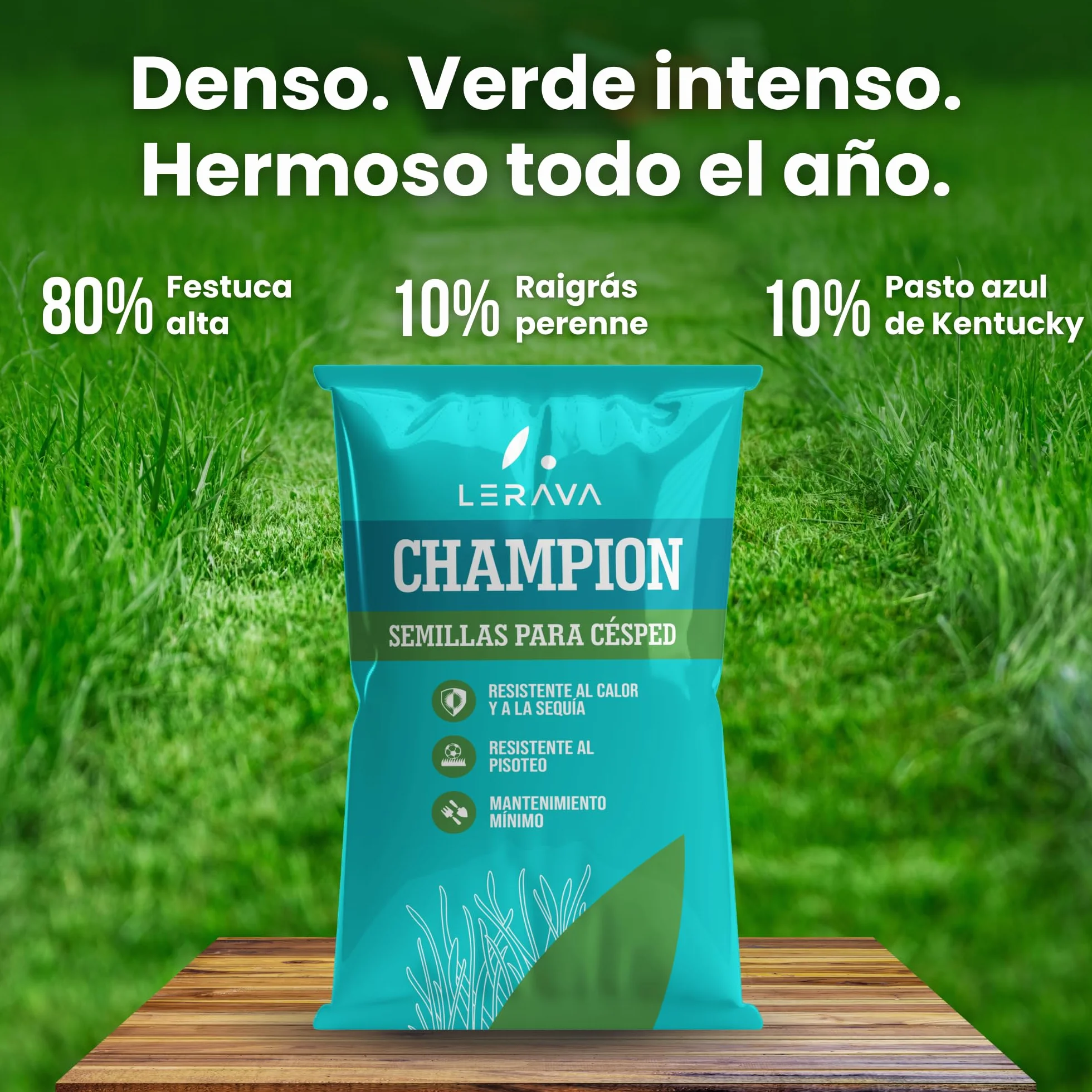LERAVA CHAMPION semillas césped 30 m² resistente sequía festuca arundinacea bajo consumo agua crecimiento rápido