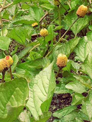 Jambú Spilanthes oleracea 250 semillas