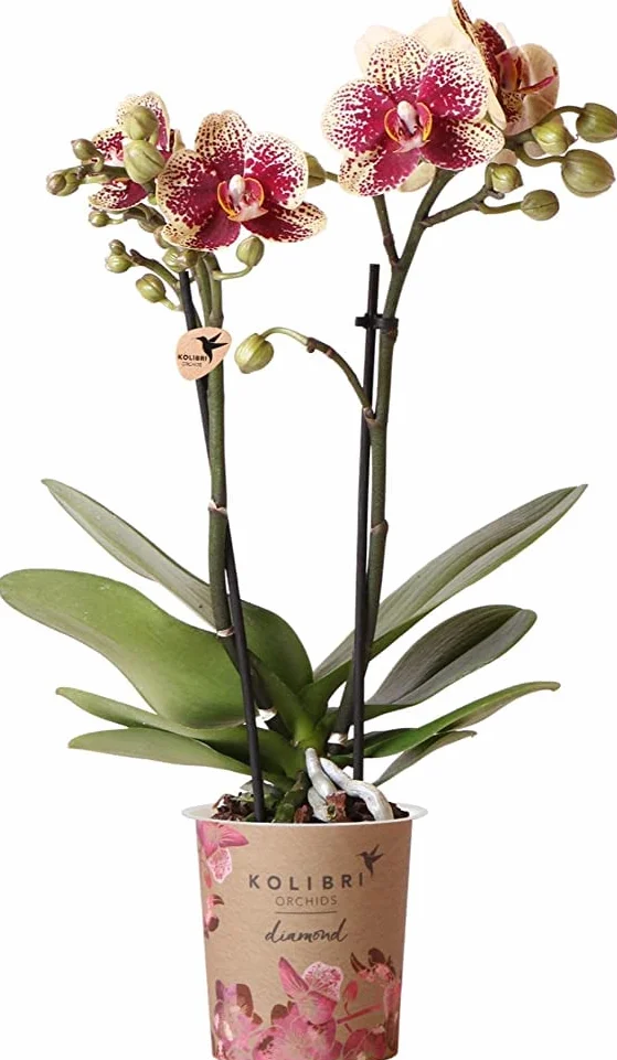 Orquídea Alevilla Planta de Interior Natural Fácil de Mantener para Principiantes