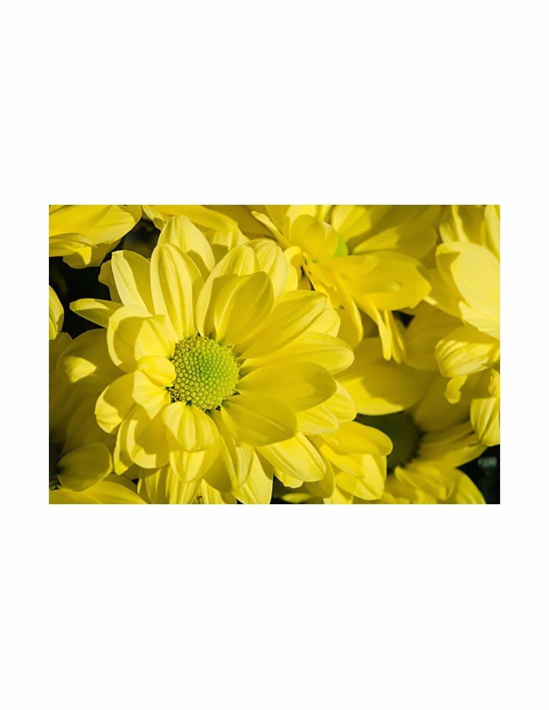 Margarita Crisantemo Flor Natural Ramo de 5 tallos 70cm Amarillo