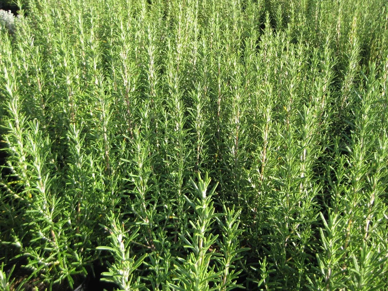 Plantas Naturales En Maceta Lavanda Romero Pack 1