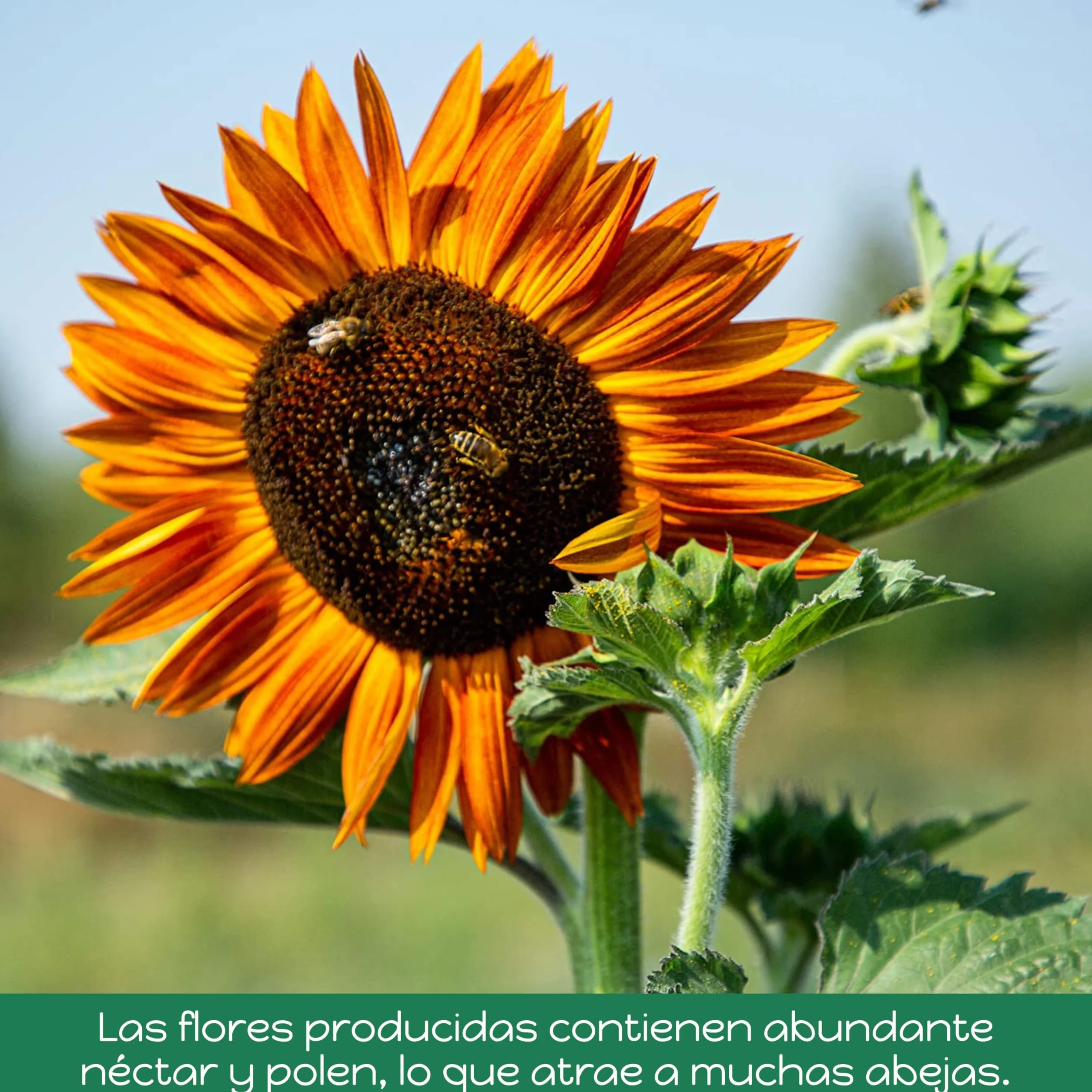 OwnGrown Kit de Semillas de Girasol - 6 Variedades - Set de Regalo para Jardín - Flores para Abejas