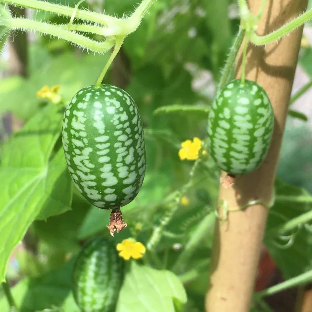 Mascarell Semillas SANDÍA Cucamelon Sandia Raton Semillas Huerto Orgánica 0,05 Gramos