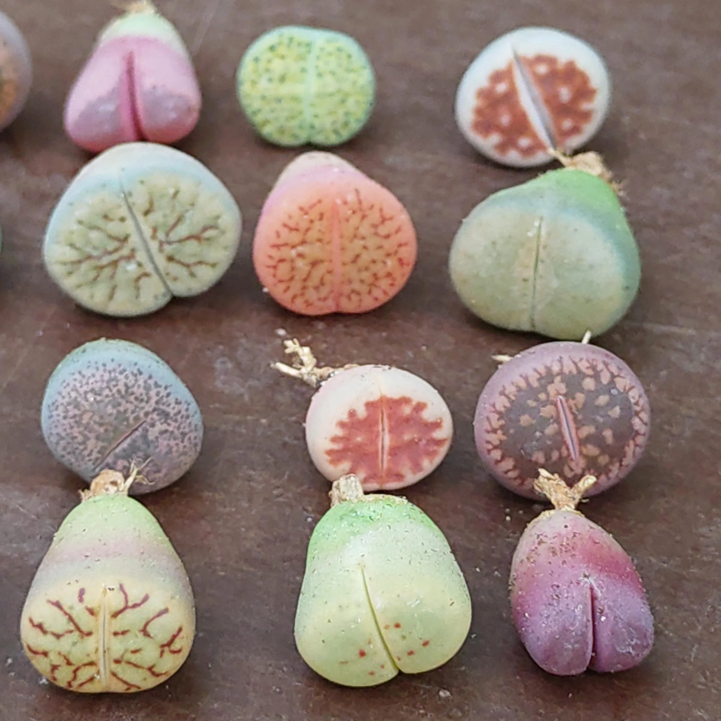 SUNNYPLANTS Lithops Mezcla Raros Suculentas Piedra Viva Mini Plantas Interior 20