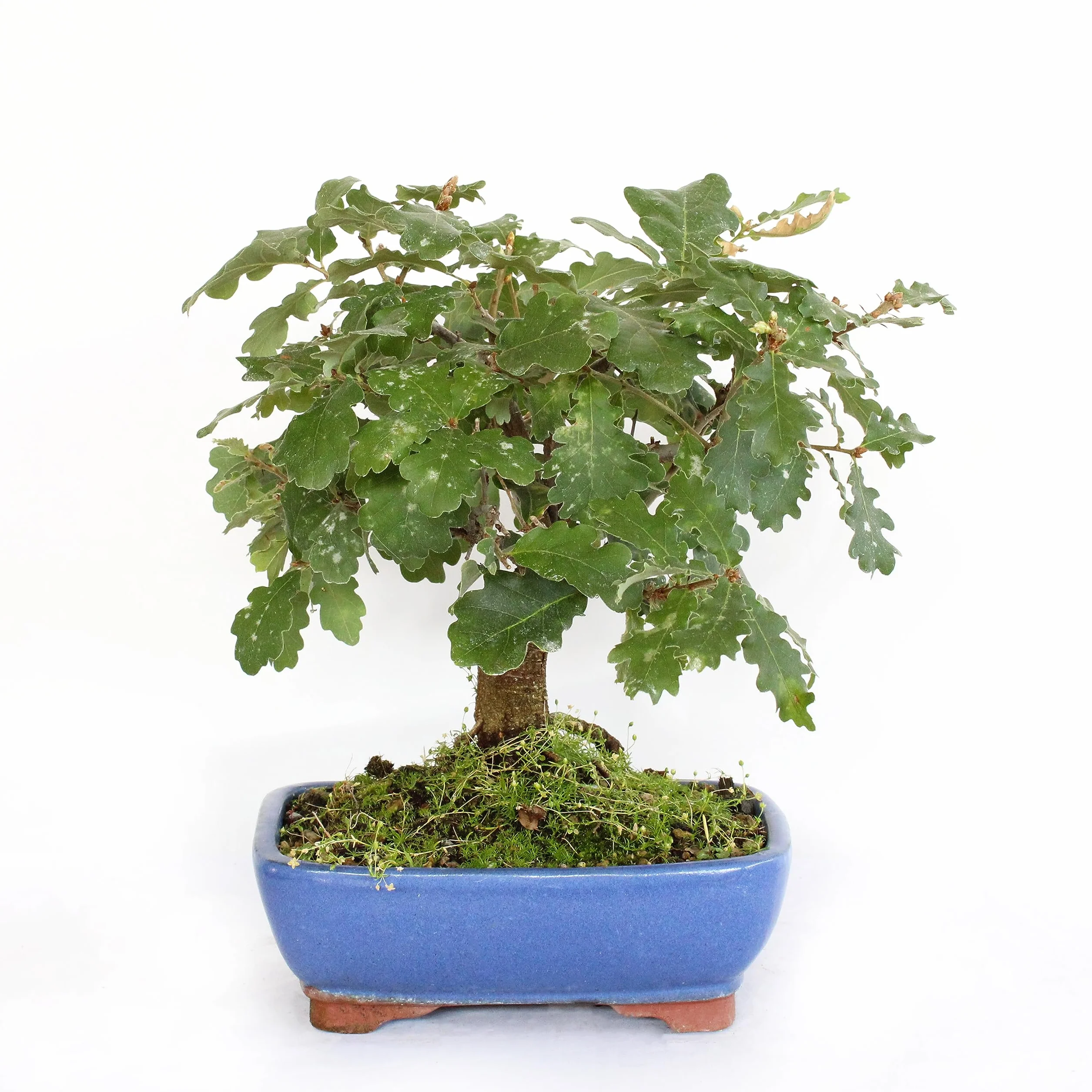 KENTIS - Bonsái Quercus Pubescens - Bonsái de Roble Pubescente Japonés - Maceta de Cerámica de Ø 21 cm H 25-35 cm