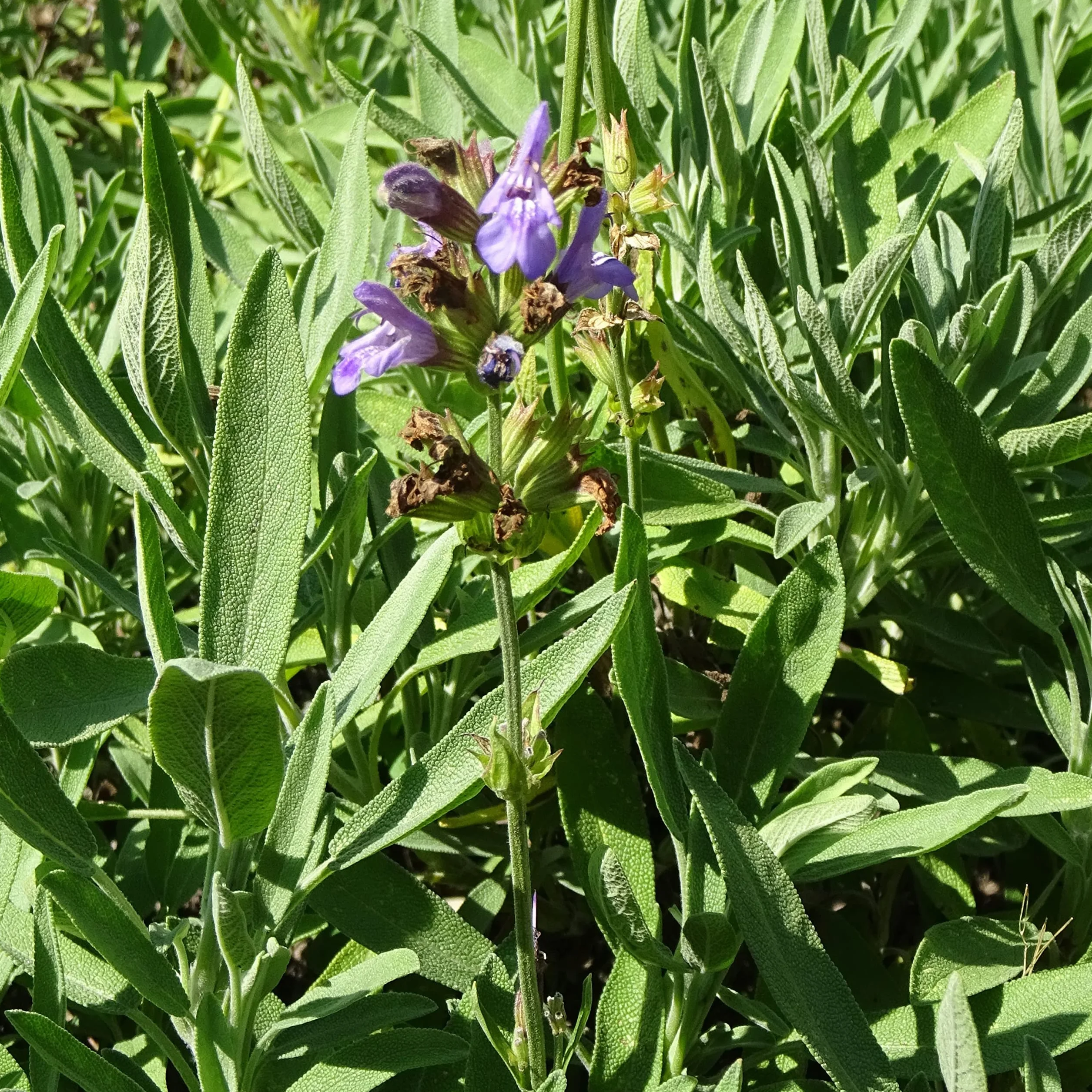 Mariselva Salvia lavandulifolia 30 semillas