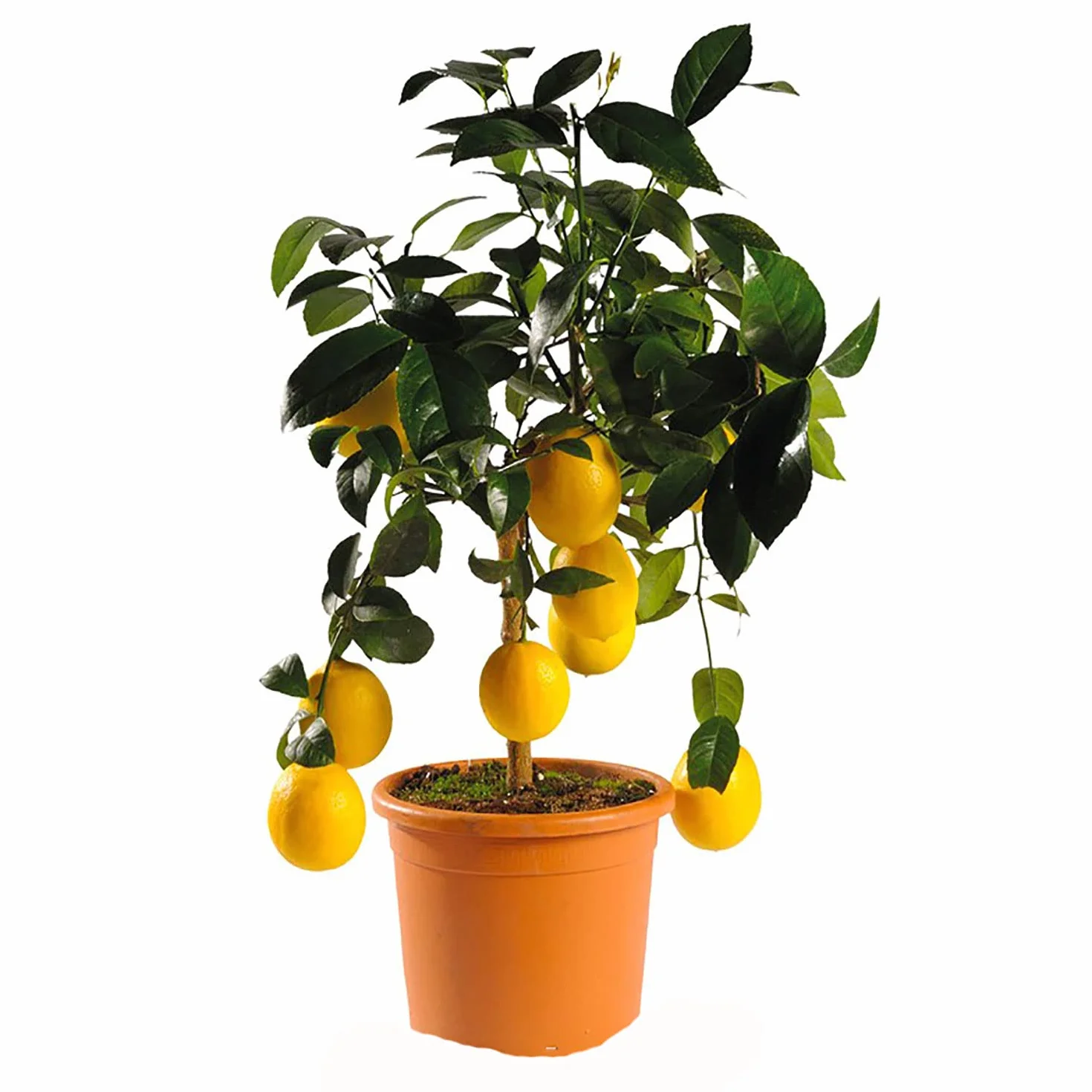 SAVINI VIVAI Planta de limón Meyer en maceta 20 cm altura 70 cm 2-3 años injerto
