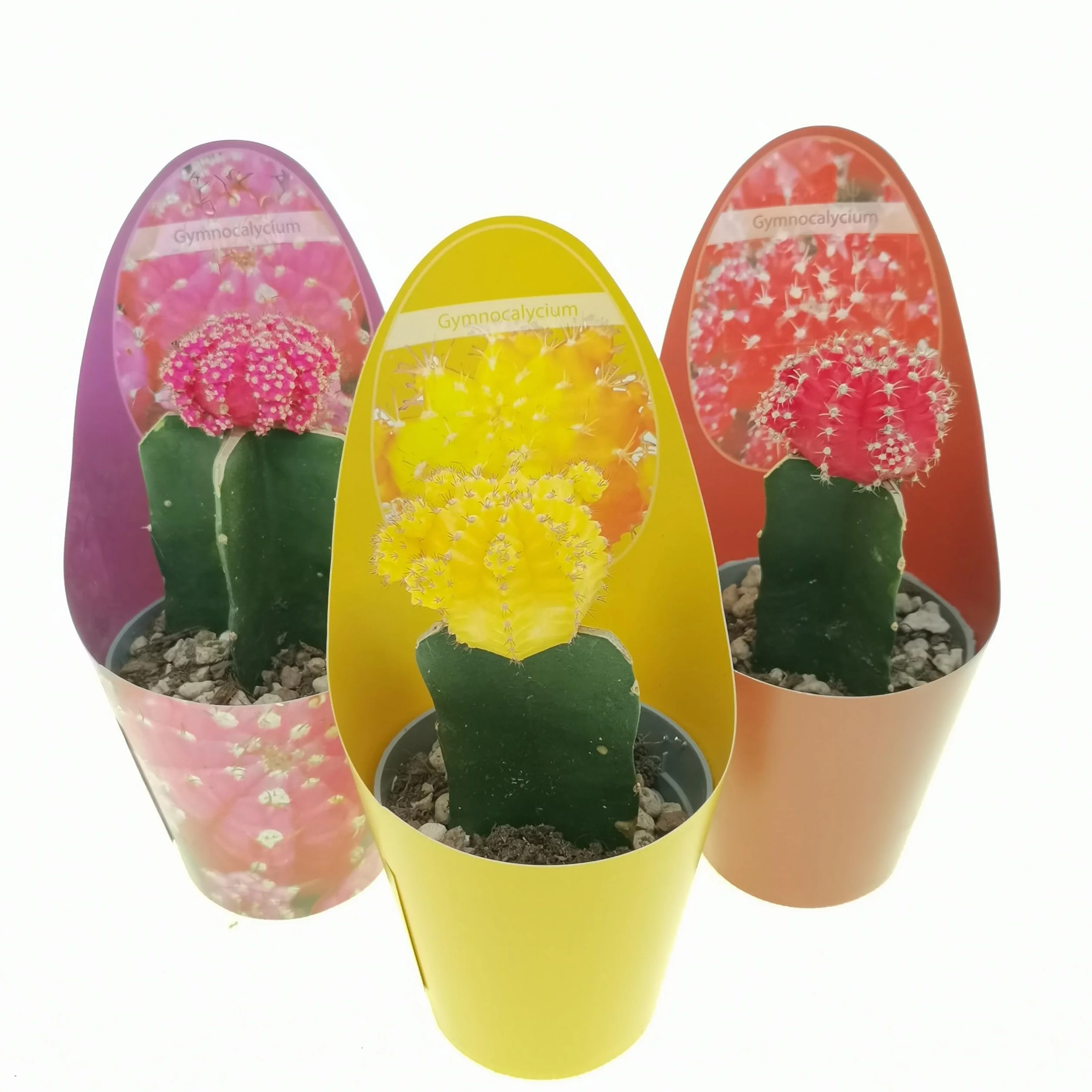 Gymnocalycium - Juego de 3 plantas suculentas reales en macetas de 6,5 cm