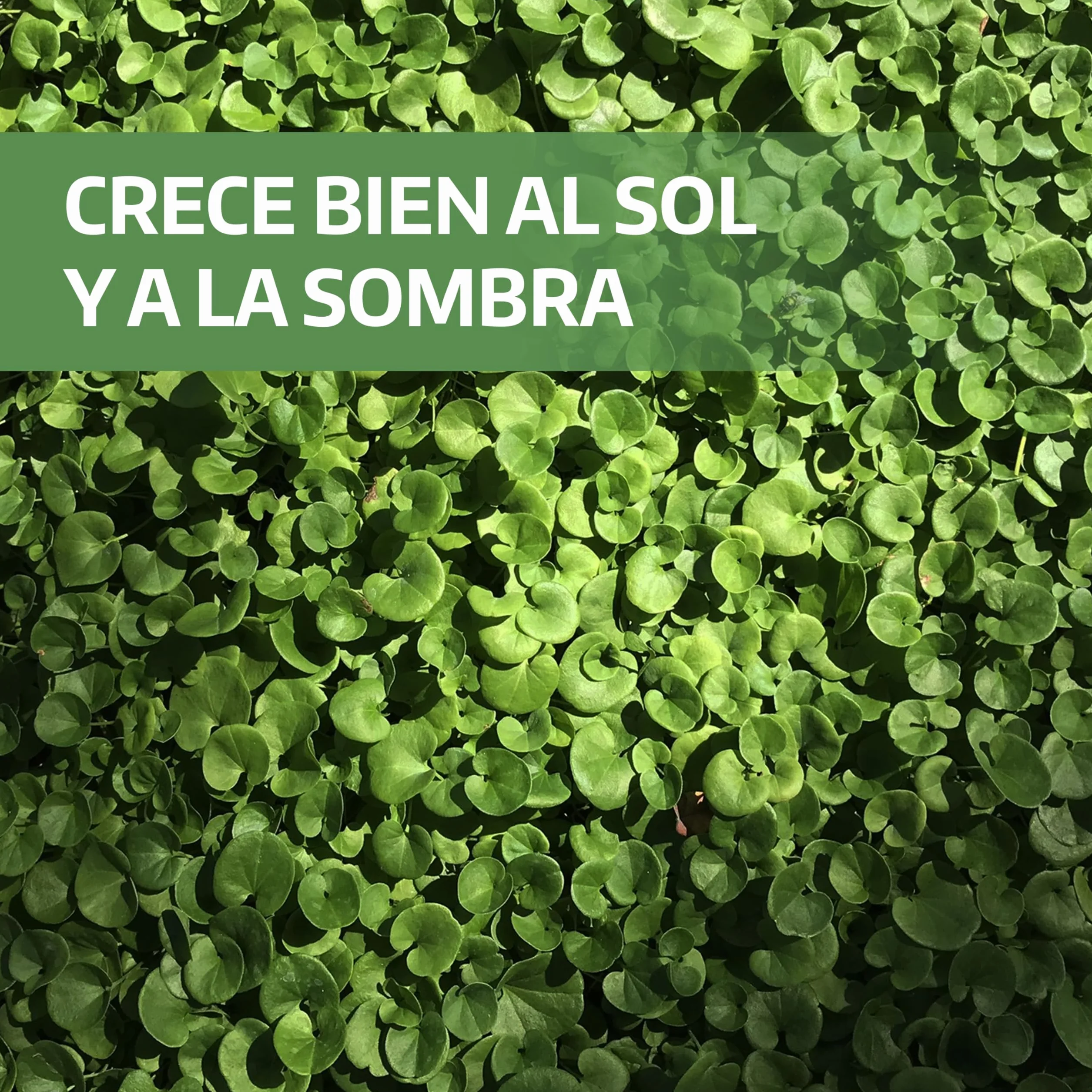 LERAVA Dichondra repens semillas 20m² Resistencia a la sequía 200g