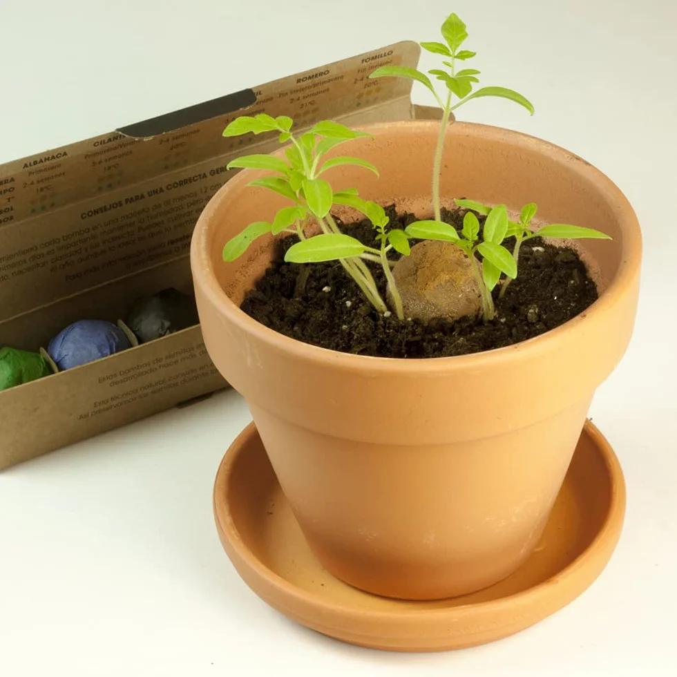 Pack 6 Bombas de Hierbas Aromáticas Cultiva Albahaca Romero Tomillo Regalo Original Cocina