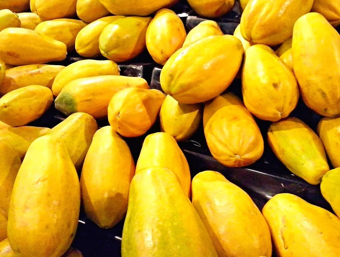 Semillas de Papaya Carica papaya Árbol Frutal Exótico Crecimiento Rápido
