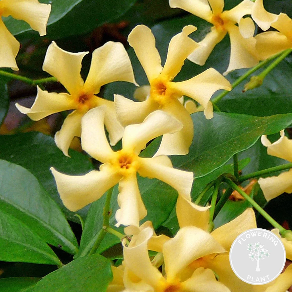 Trachelospermum jasminoides Jazmín toscano Amarillo Trepadora Resistente al frío Perenne Altura 50-70 cm Maceta 15 cm