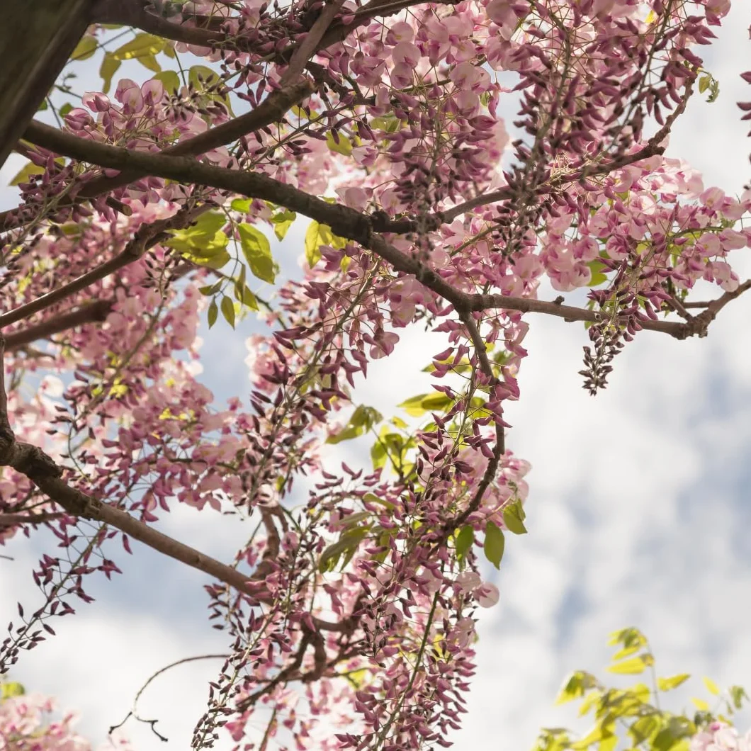 Wisteria Brakybotrys Showa Bienes Rosa Pastel - Pnącze w Doniczce 17, Wysokość 200cm