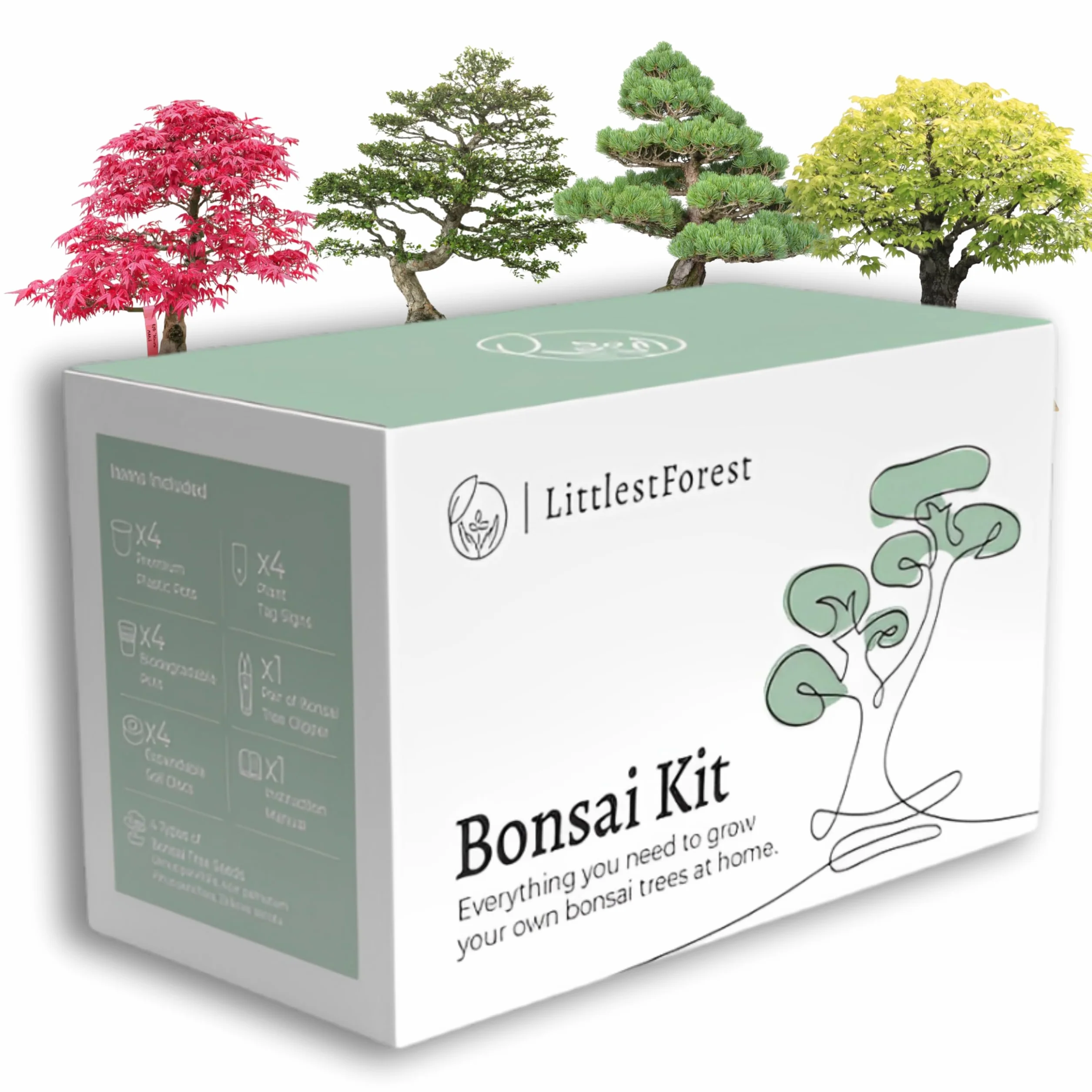 Kit Bonsai para Principiantes - Semillas y Herramientas para Cultivar Plantas Bonsai Naturales
