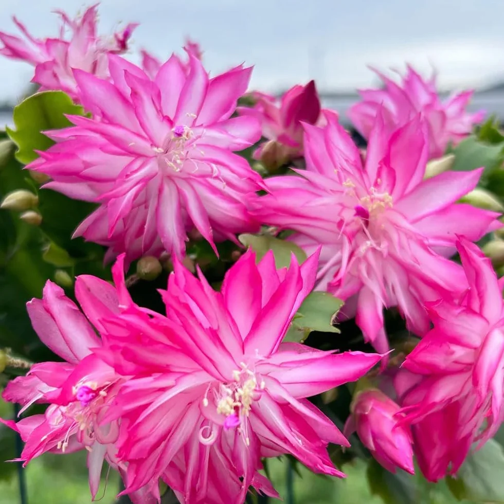 Cactus de Navidad Schlumbergera semillas 65 semillas en macetas decoración rara otoño resistentes