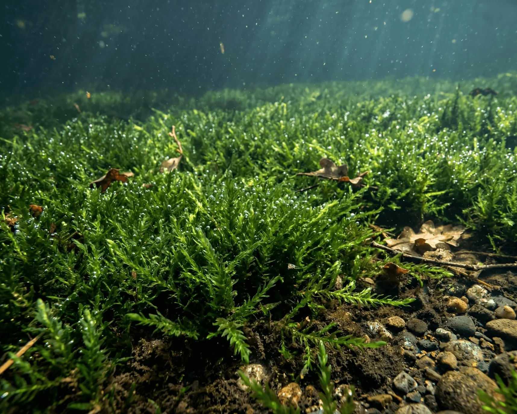 Fontinalis antipyretica Musgo de estanque y acuario verde perenne resistente al invierno