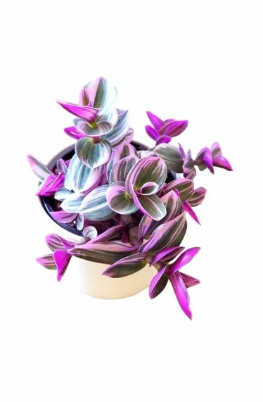 Tradescantia Nanouk Natural Planta