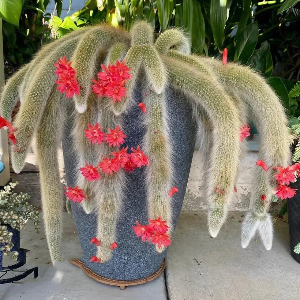 Semillas de Hildewintera colademononis, cola de mono, jardín de rocas 30pcs
