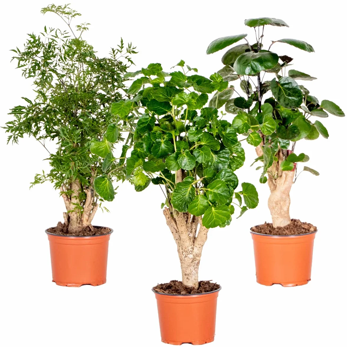 Bloomique - Mix de 3 Polyscias - Aralia - ‘Fabian’, ‘Ming’, ‘Green Lemon’ - Plantas de interior - Apta para mascotas - Altura 30-40 cm - Maceta 12 cm