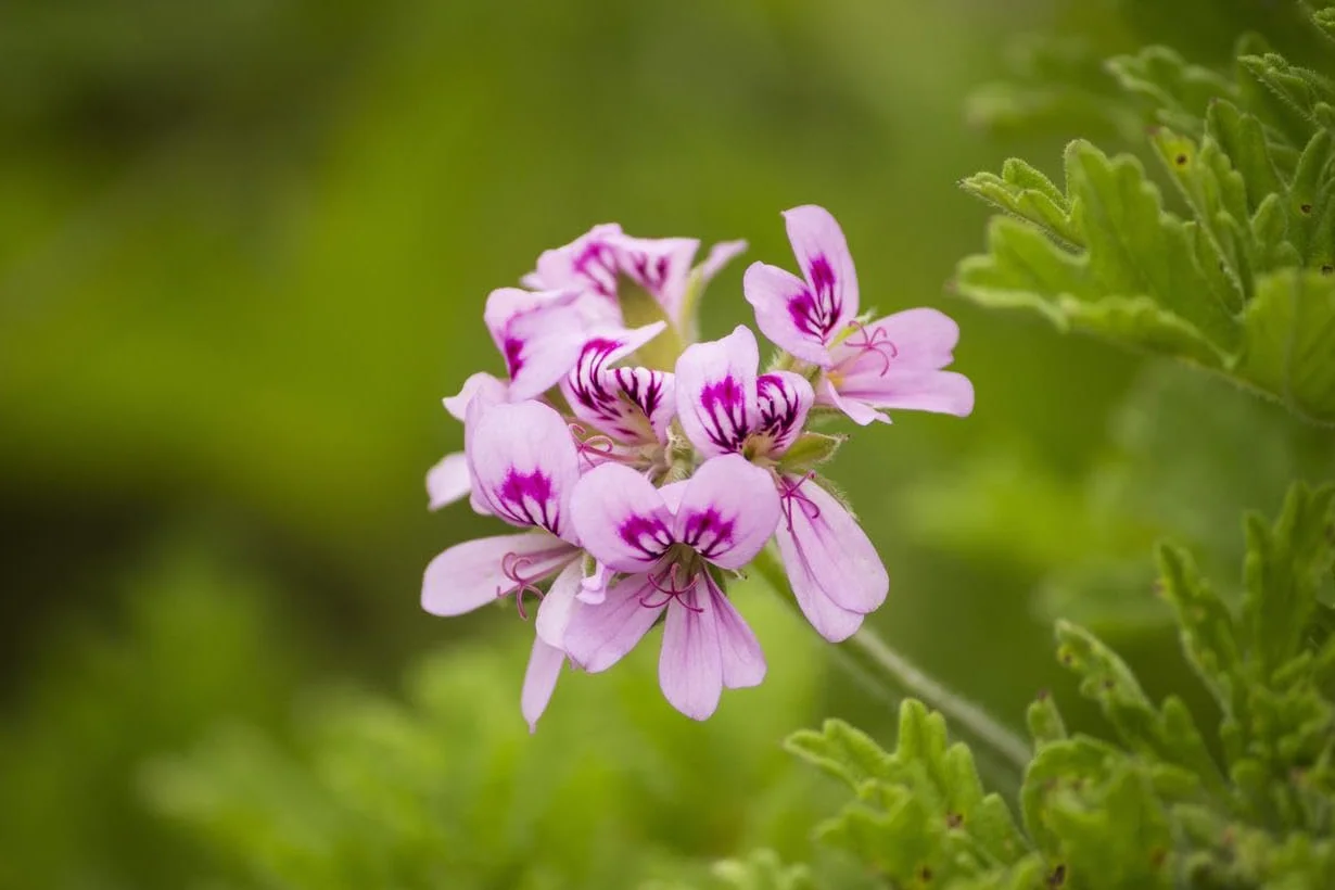 Verdecora Pack 2 Geranio Antimosquitos Pelargonium Graveolens Planta Exterior Maceta Ø13cm Citronella