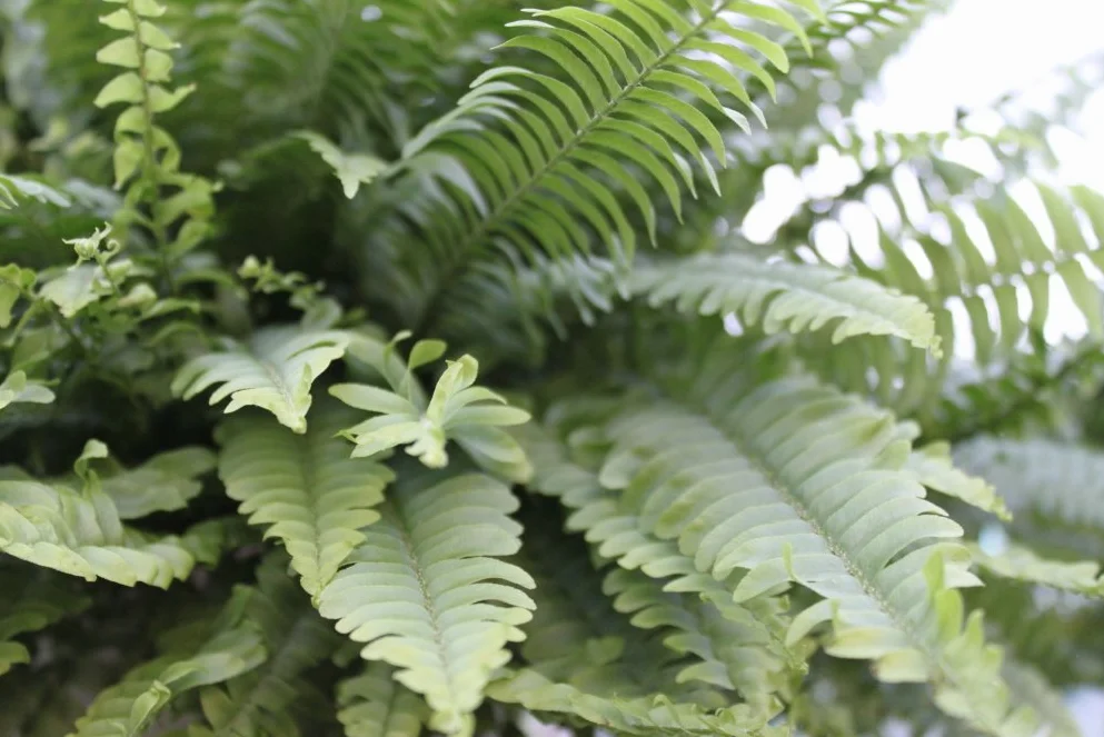 Nephrolepis Helecho de Boston Planta de interior Macetero colgante