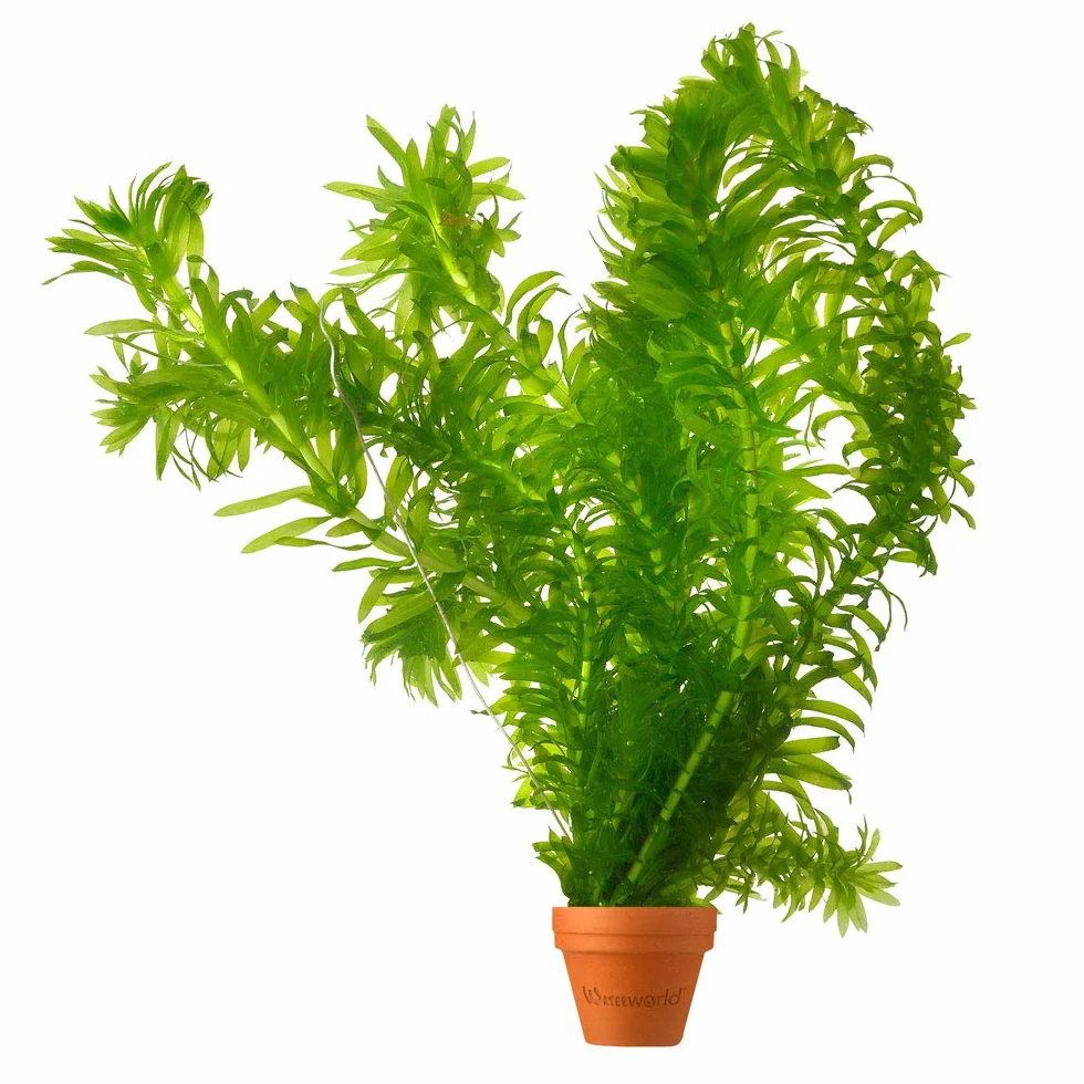 Elodea Densa Pack de 5 Planta Oxigenante para Estanque y Acuario Resistente Agua Limpia