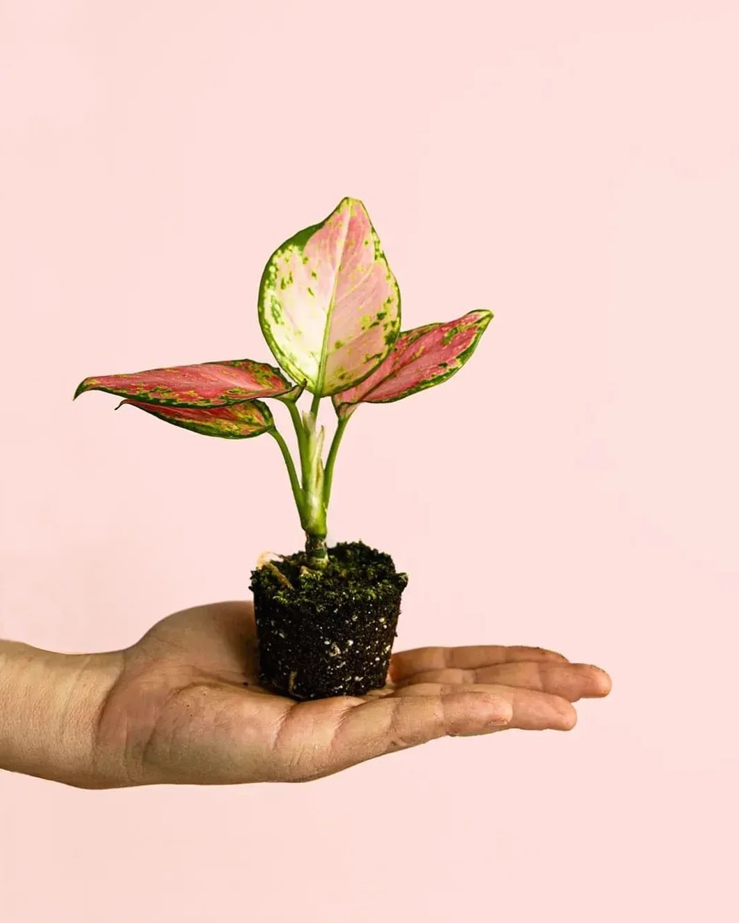 Aglaonema Pink Mini Planta Natural Interior Decorativa Compacta Ø6 cm
