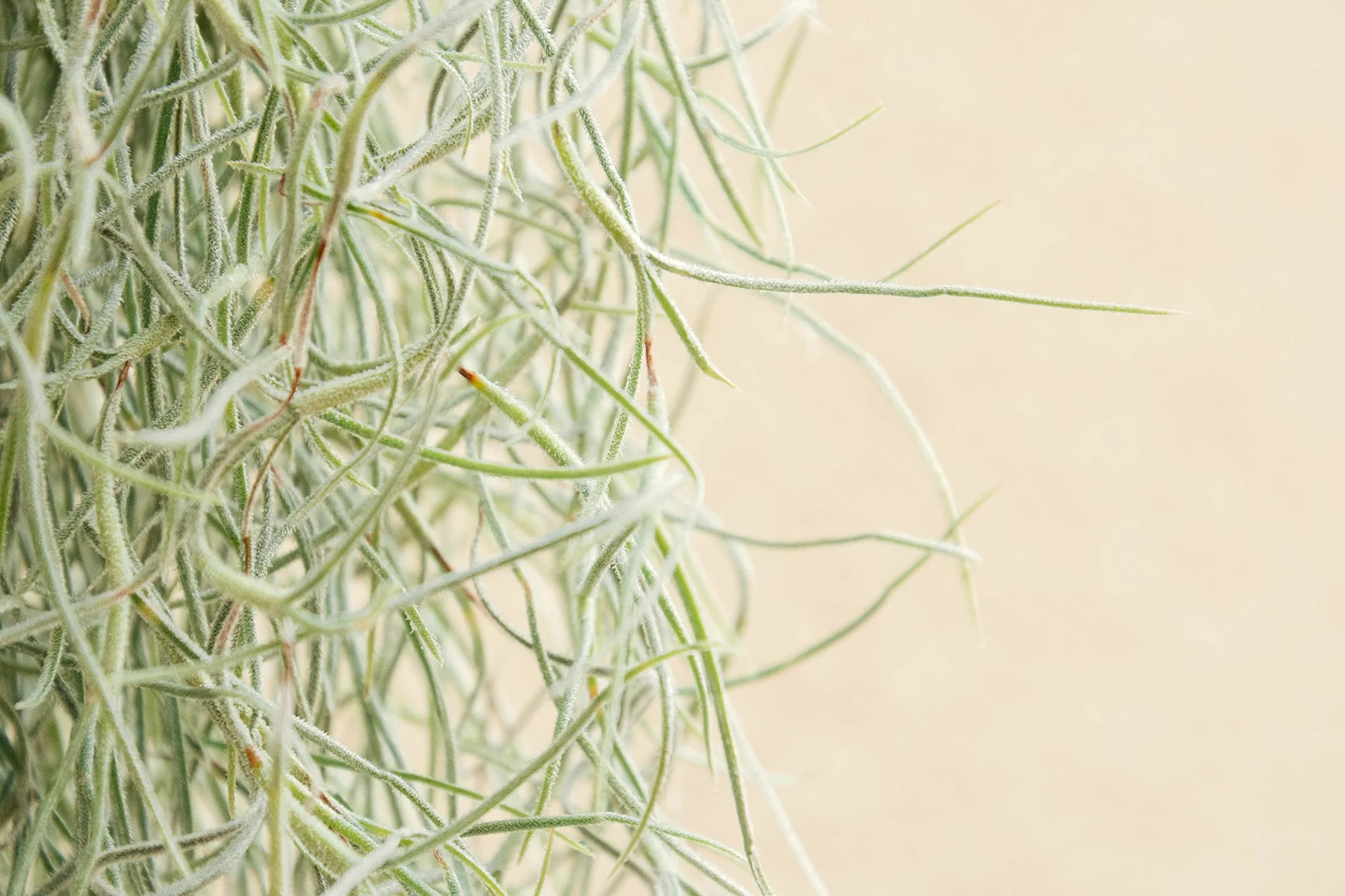 Tillandsia Usneoides Natural - Clavel del Aire - Planta Colgante de Exterior e Interior (50-60 cm)