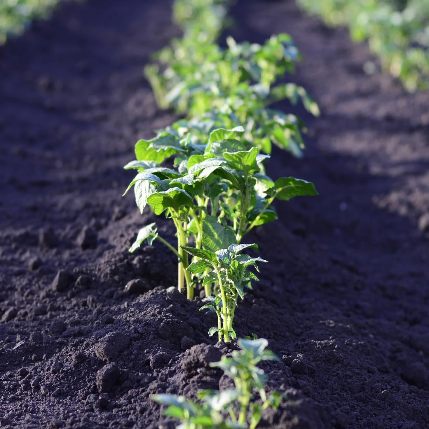 GROWMANIA Humus de Lombriz 40L Fertilizante Orgánico Sustrato Universal Abono para Cultivos