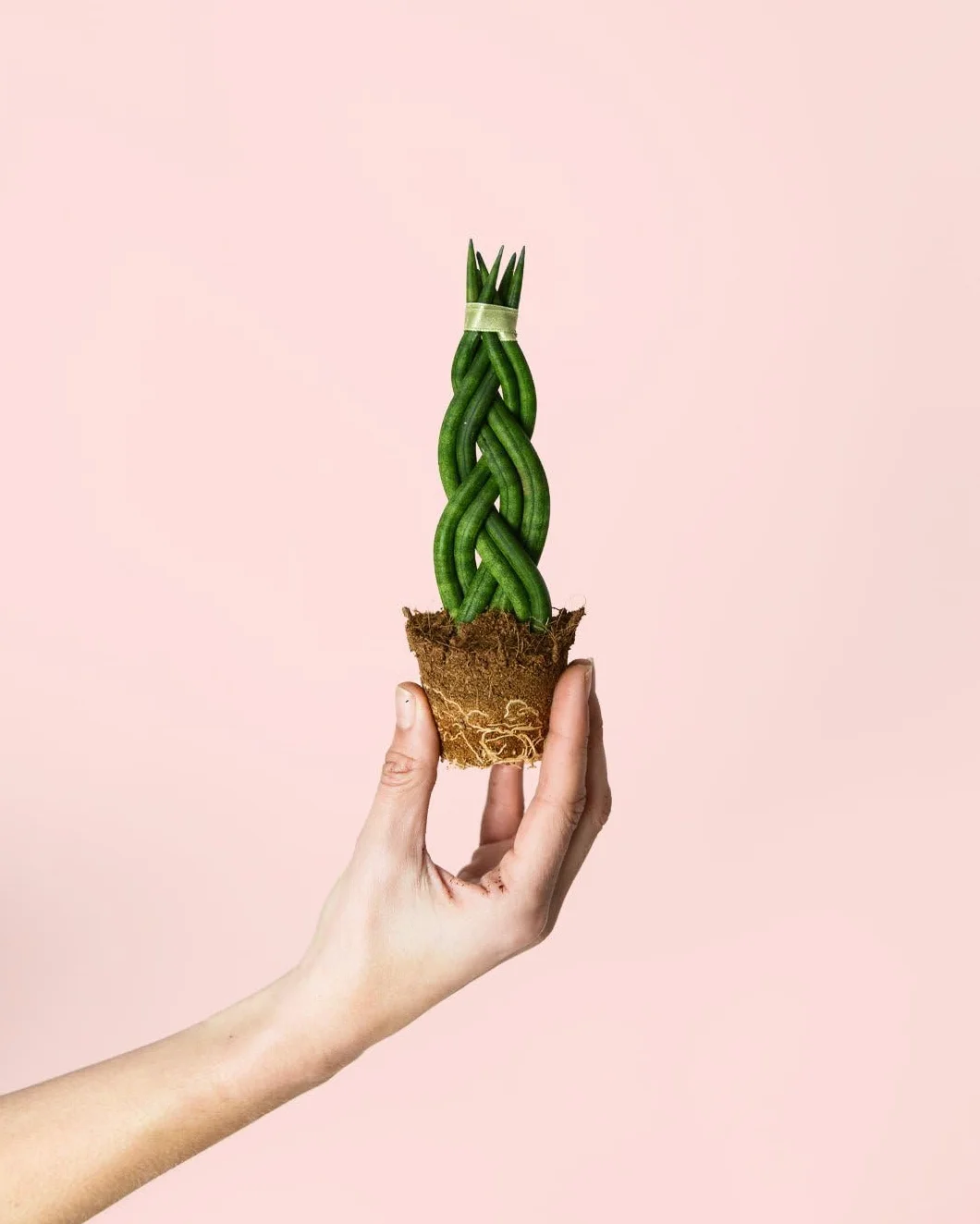 Sansevieria Trenzada Mini Planta Natural Interior Ø6 cm