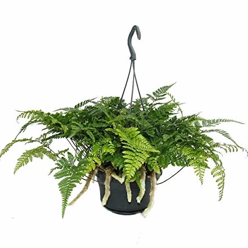 Humata Tyermannii Tarantula Fern 14cm Hanging Pot