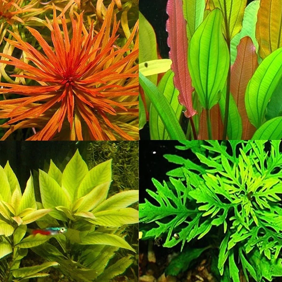 300/500 piezas semillas plantas agua raras musgo subacuático decoracion tallo hierba acuario